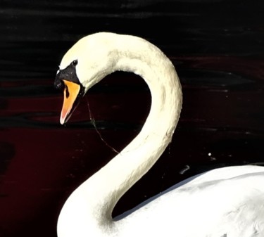 Photography titled "Cygne" by Artcouleur S, Original Artwork, Digital Photography