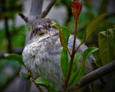 Photography titled "Moineau posé sur un…" by Artcouleur S, Original Artwork, Digital Photography