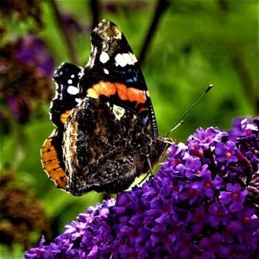 Photography titled "Papillon sur une fl…" by Artcouleur S, Original Artwork, Digital Photography