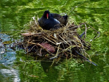 Photographie intitulée "Poule d'eau II" par Artcouleur S, Œuvre d'art originale, Photographie numérique