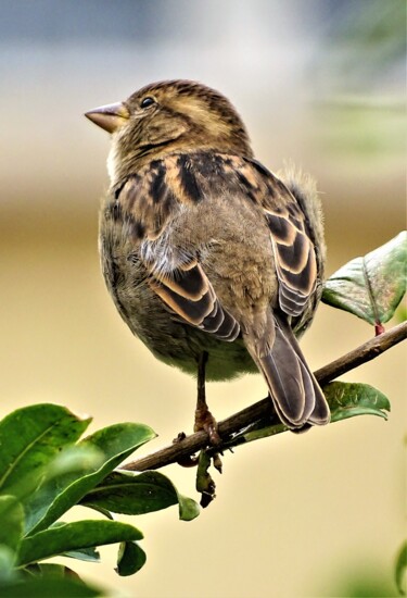 Photographie intitulée "Moineau XVI" par Artcouleur S, Œuvre d'art originale, Photographie numérique