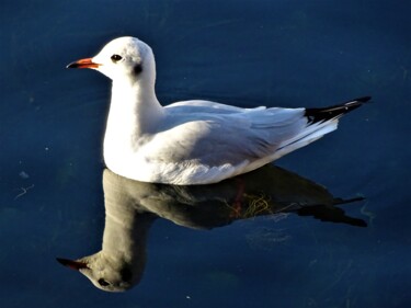 Photographie intitulée "Mouette IX" par Artcouleur S, Œuvre d'art originale, Photographie numérique