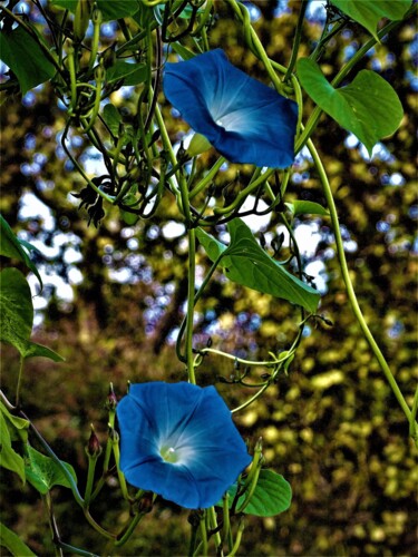 Photographie intitulée "Fleurs bleues" par Artcouleur S, Œuvre d'art originale, Photographie numérique