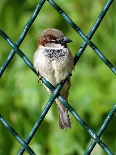 Photographie intitulée "Moineau (20)" par Artcouleur S, Œuvre d'art originale, Photographie numérique