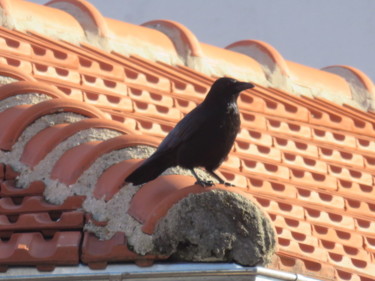 Fotografia intitolato "corbeau" da Artcouleur S, Opera d'arte originale