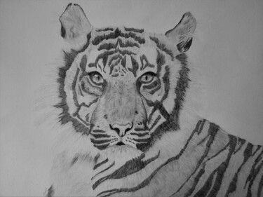 Drawing titled "Tigre" by Noémie Richard, Original Artwork, Graphite