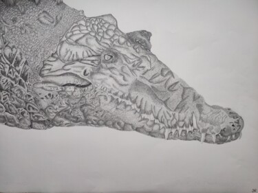 Zeichnungen mit dem Titel "Alligator" von Noémie Richard, Original-Kunstwerk, Graphit