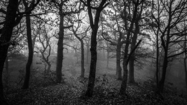 Фотография под названием "dancing forest" - Artem Lebedev, Подлинное произведение искусства, Цифровая фотография