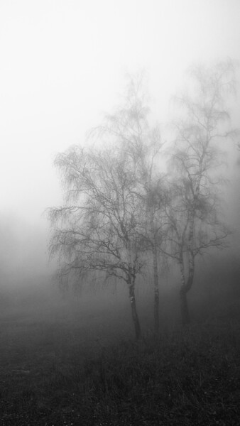 Photography titled "three trees" by Artem Lebedev, Original Artwork, Digital Photography