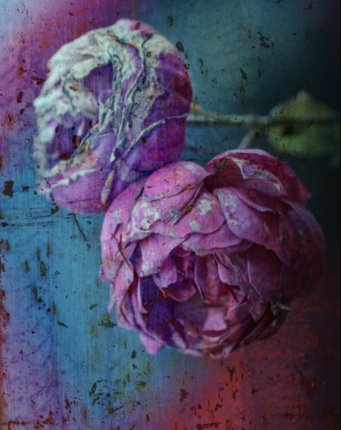 Photographie intitulée "Roses in pink momen…" par Ines Markwardt, Œuvre d'art originale, Photographie manipulée