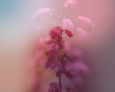 Fotografie mit dem Titel "Rainbow flower" von Ines Markwardt, Original-Kunstwerk, Manipulierte Fotografie