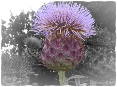Photographie intitulée "Fleur d'artichaud" par Michel Stephan, Œuvre d'art originale, Photographie numérique