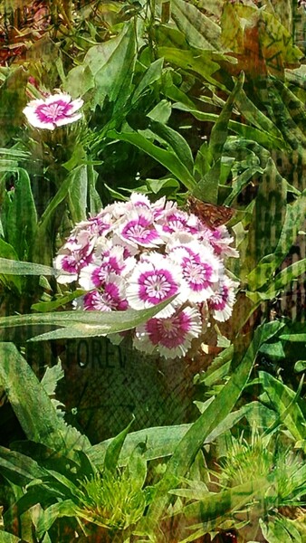 Фотография под названием "Garden Blossoms" - Artistry By Ajanta, Подлинное произведение искусства, Цифровая фотография