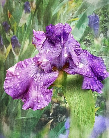 Photography titled "Iris" by Artistry By Ajanta, Original Artwork, Digital Photography