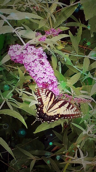 Photographie intitulée "Butterfly" par Artistry By Ajanta, Œuvre d'art originale, Photographie numérique