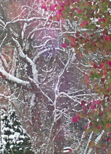 Photographie intitulée "Snowy Branches" par Artistry By Ajanta, Œuvre d'art originale, Photographie numérique