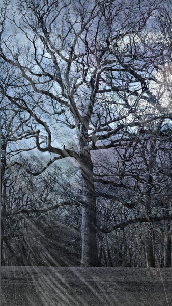 Fotografie mit dem Titel "A Chilly Winter" von Artistry By Ajanta, Original-Kunstwerk, Digitale Fotografie