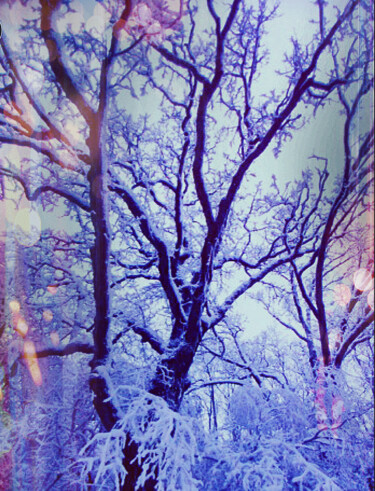 Fotografie getiteld "Beautiful Branches" door Artistry By Ajanta, Origineel Kunstwerk, Digitale fotografie