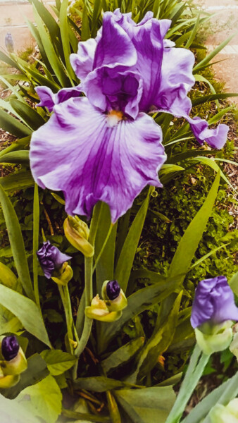 Photographie intitulée "Spring Irises" par Artistry By Ajanta, Œuvre d'art originale, Photographie numérique