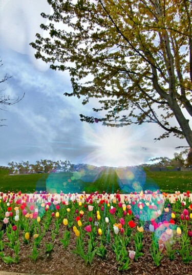 Photographie intitulée "Springtime Tulips" par Artistry By Ajanta, Œuvre d'art originale, Photographie numérique