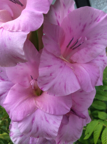 Photographie intitulée "Gladiolus" par Artistry By Ajanta, Œuvre d'art originale, Photographie numérique