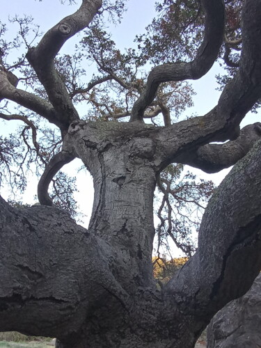 Fotografie mit dem Titel "Live Oak" von Artistry By Ajanta, Original-Kunstwerk, Nicht bearbeitete Fotografie