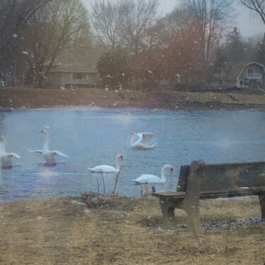 Photographie intitulée "Snowy Swans" par Artistry By Ajanta, Œuvre d'art originale, Photographie numérique