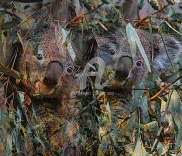 Fotografie mit dem Titel "Mikey Koala" von Art Moé, Original-Kunstwerk, Digitale Fotografie