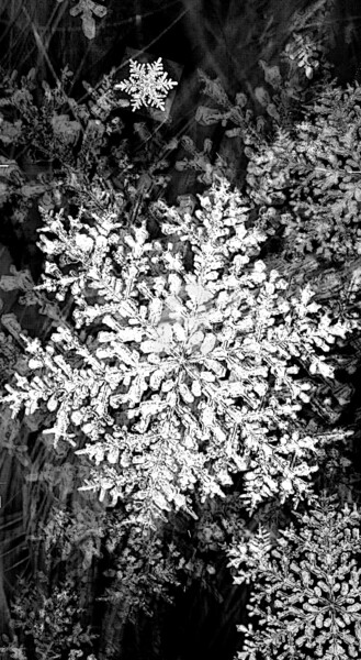Photographie intitulée "Snowflake" par Art Moé, Œuvre d'art originale, Photographie numérique