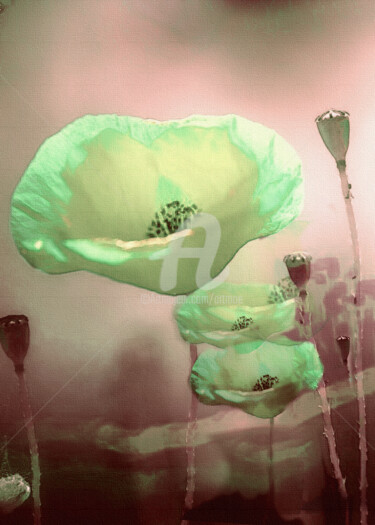 Digital Arts titled "Flowers Mohn" by Art Moé, Original Artwork, Photo Montage