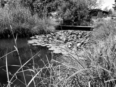 Fotografie mit dem Titel "Teich Seerosen" von Art Moé, Original-Kunstwerk, Digitale Fotografie