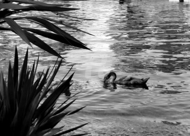 Photographie intitulée "Swan" par Art Moé, Œuvre d'art originale, Photographie numérique