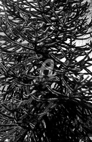 Fotografie mit dem Titel "Tree" von Art Moé, Original-Kunstwerk, Digitale Fotografie