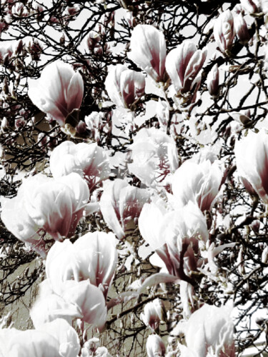 Fotografie mit dem Titel "Magnolien" von Art Moé, Original-Kunstwerk, Digitale Fotografie