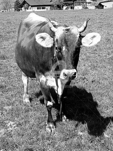 Fotografia intitulada "Cow" por Art Moé, Obras de arte originais, Fotografia digital