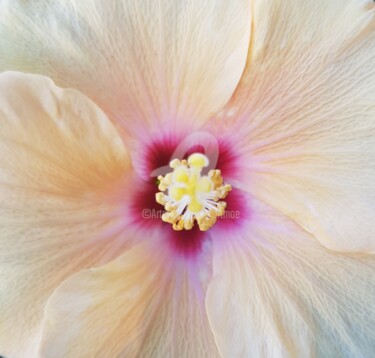 Photographie intitulée "Hibiscus" par Art Moé, Œuvre d'art originale, Photographie numérique