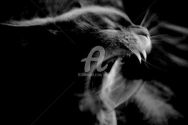 Photography titled "Cat Sheyla" by Art Moé, Original Artwork, Digital Photography