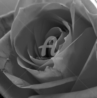 Photography titled "The Rose" by Art Moé, Original Artwork, Non Manipulated Photography