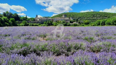 Photographie intitulée "Champ de lavande" par Monique Pouzet, Œuvre d'art originale, Photographie numérique