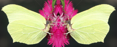 Fotografie getiteld "Papillons" door Monique Pouzet, Origineel Kunstwerk, Digitale fotografie