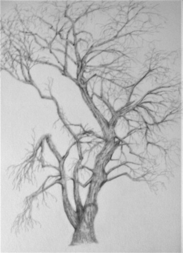 Drawing titled "Arbre nu" by Obrey, Original Artwork, Pencil