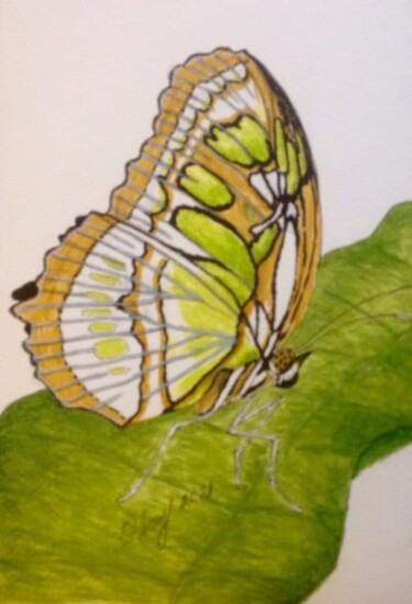 Zeichnungen mit dem Titel "Papillon Siproeta s…" von Obrey, Original-Kunstwerk, Tinte