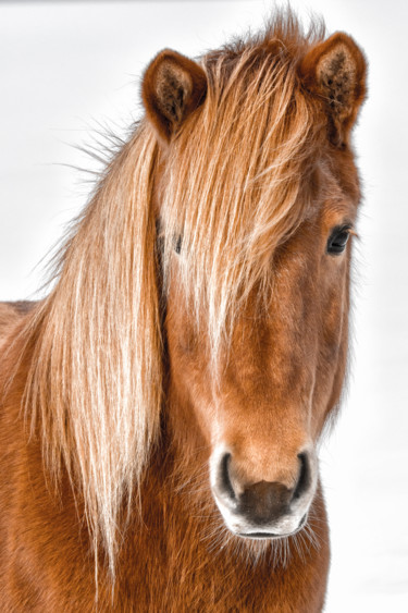 Photographie intitulée "Horse" par Anna Sowinska, Œuvre d'art originale, Photographie numérique