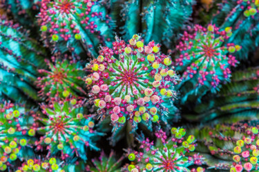 Photographie intitulée "Cactus" par Anna Sowinska, Œuvre d'art originale, Photographie numérique