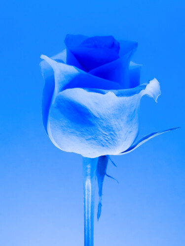 Photographie intitulée "Blue rose" par Anna Sowinska, Œuvre d'art originale, Photographie numérique
