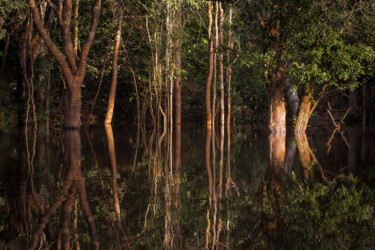 Fotografia zatytułowany „Rainforest” autorstwa Anna Sowinska, Oryginalna praca, Fotografia cyfrowa
