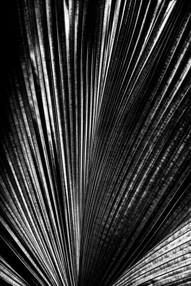 Photographie intitulée "Palm leaf" par Anna Sowinska, Œuvre d'art originale, Photographie numérique