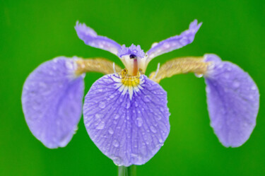 Fotografía titulada "Purple flower" por Anna Sowinska, Obra de arte original, Fotografía digital