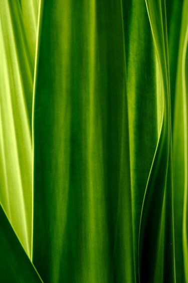 Photography titled "Green" by Anna Sowinska, Original Artwork, Digital Photography