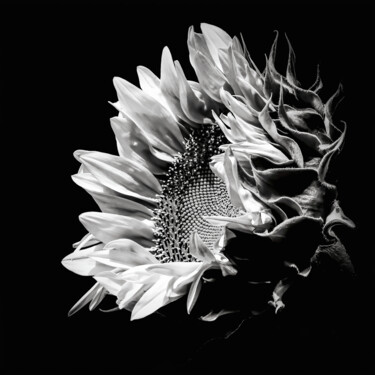 Fotografia intitulada "Girasole" por Anna Sowinska, Obras de arte originais, Fotografia digital
